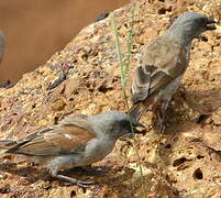 Northern Grey-headed Sparrow