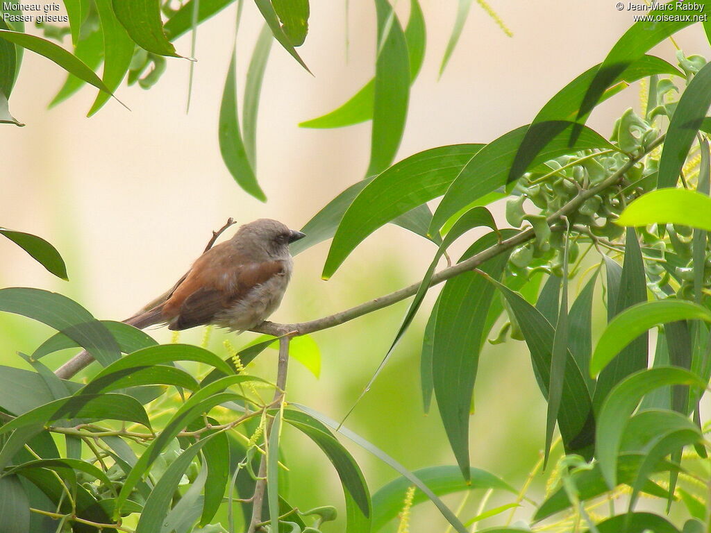 Moineau gris, identification