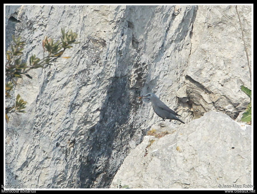 Blue Rock Thrush, identification