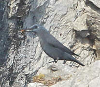 Blue Rock Thrush