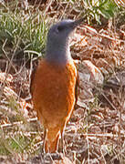 Common Rock Thrush