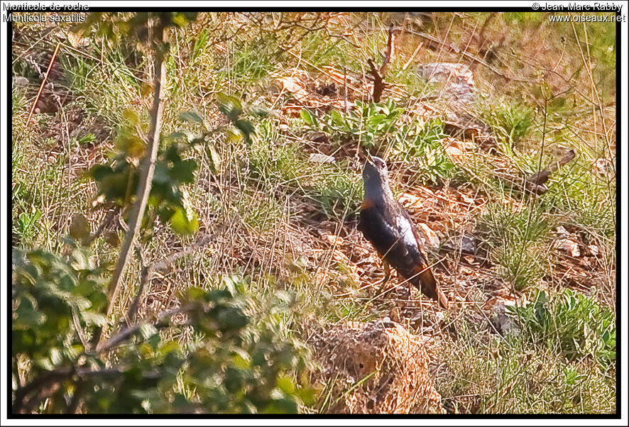 Common Rock Thrush, identification