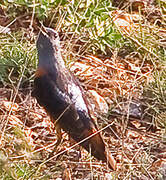 Common Rock Thrush