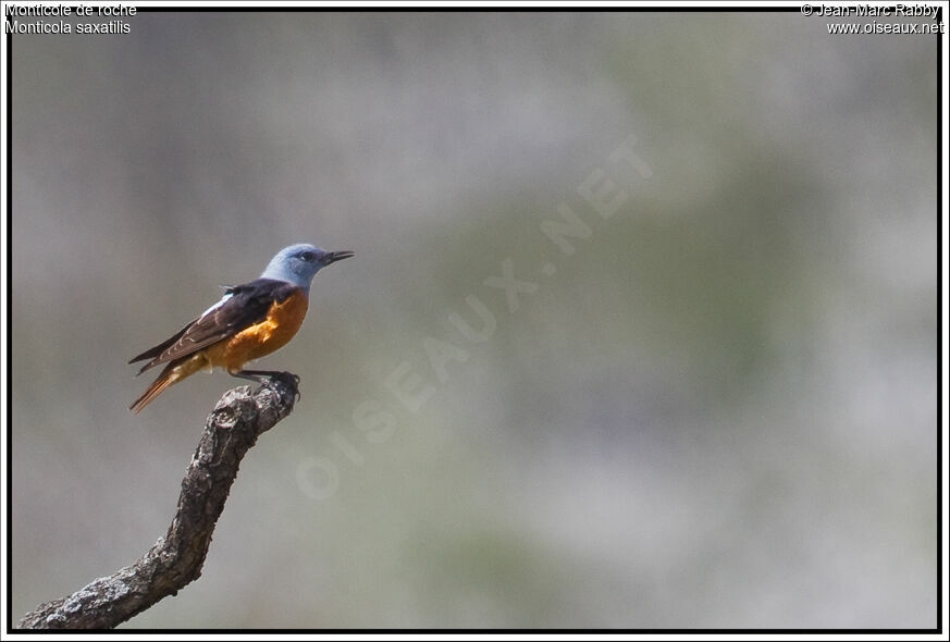 Common Rock Thrush male, identification