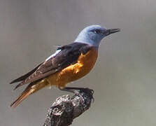 Common Rock Thrush