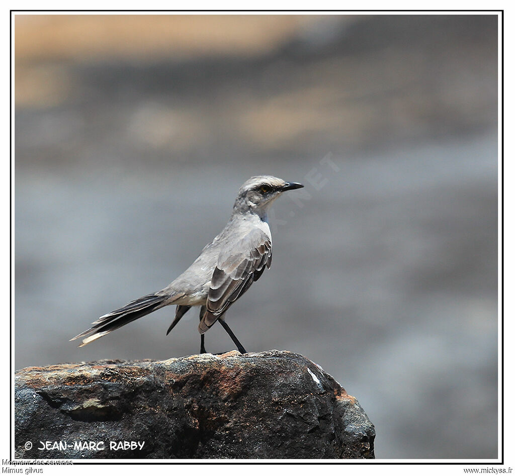 Moqueur des savanes, identification