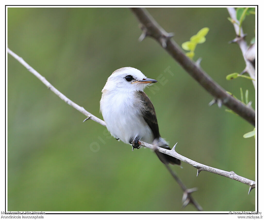 White-headed Marsh Tyrant female, identification