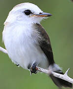 White-headed Marsh Tyrant