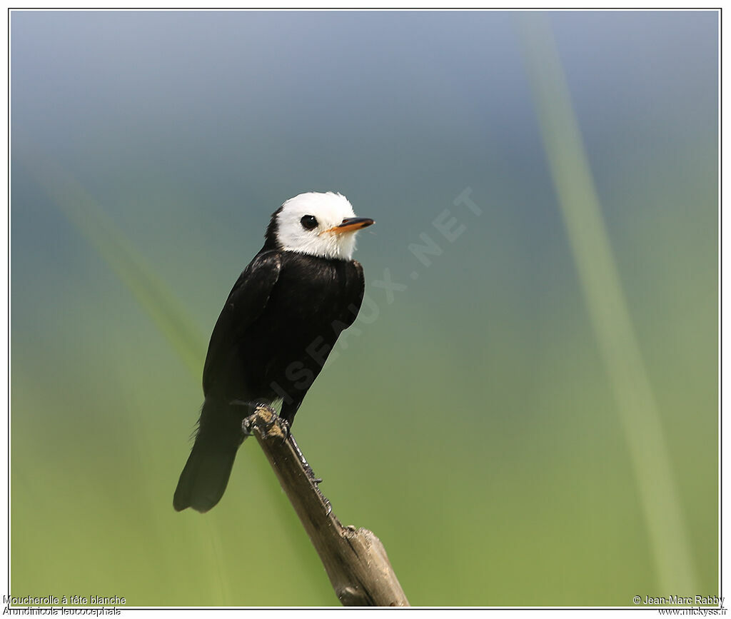 White-headed Marsh Tyrant male, identification