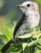 White-headed Marsh Tyrant