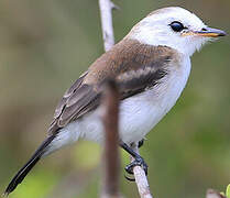 White-headed Marsh Tyrant