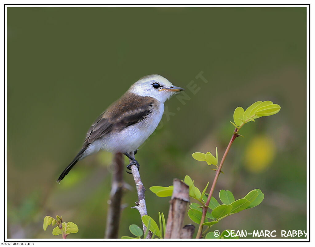 White-headed Marsh Tyrant female, identification