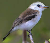 White-headed Marsh Tyrant