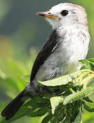 White-headed Marsh Tyrant