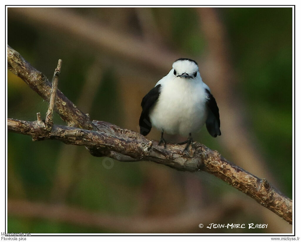 Pied Water Tyrant, identification