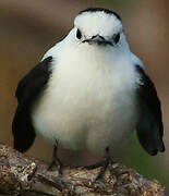 Pied Water Tyrant