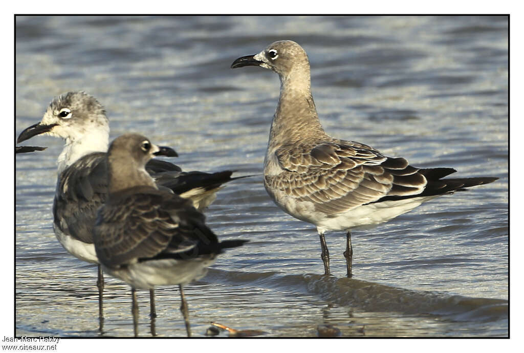 Laughing Gulljuvenile, identification