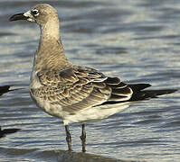 Laughing Gull