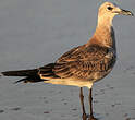 Mouette atricille