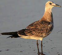 Mouette atricille