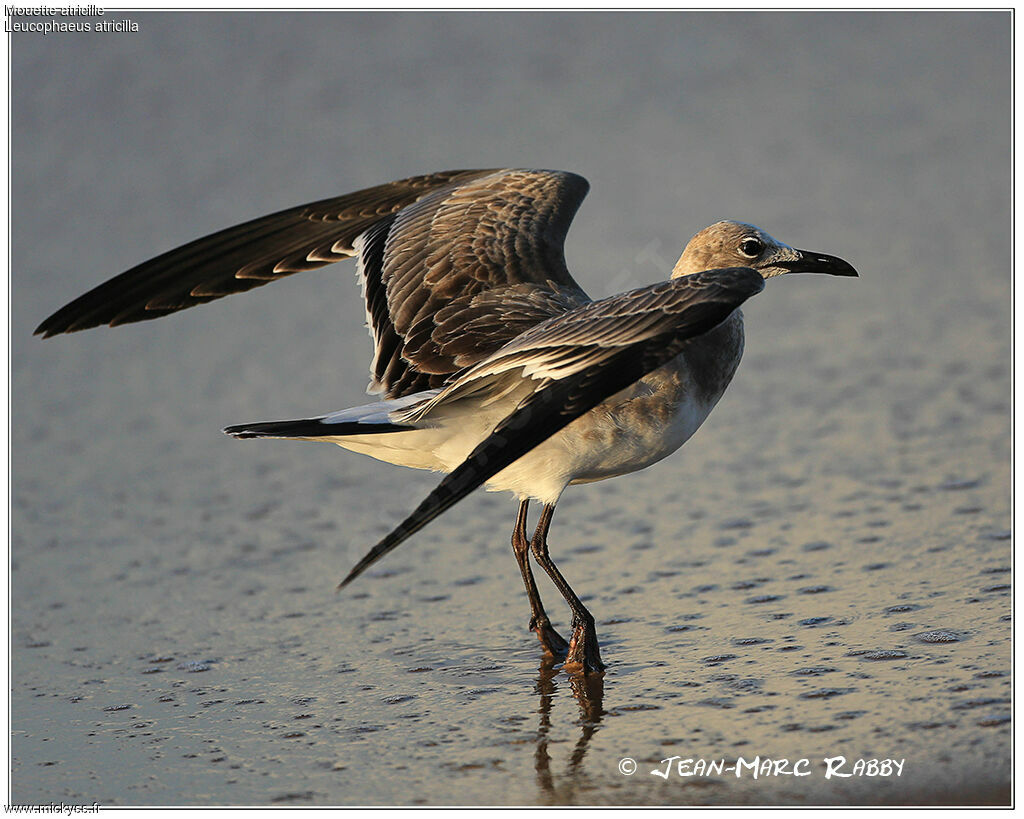 Laughing Gull, identification