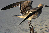 Mouette atricille