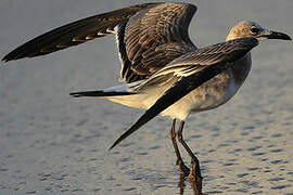 Laughing Gull