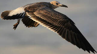 Laughing Gull