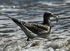 Mouette atricille