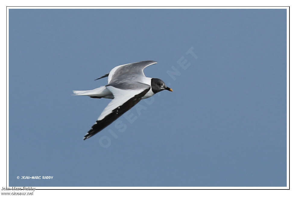 Mouette de Sabineadulte transition, Vol