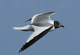 Mouette de Sabine