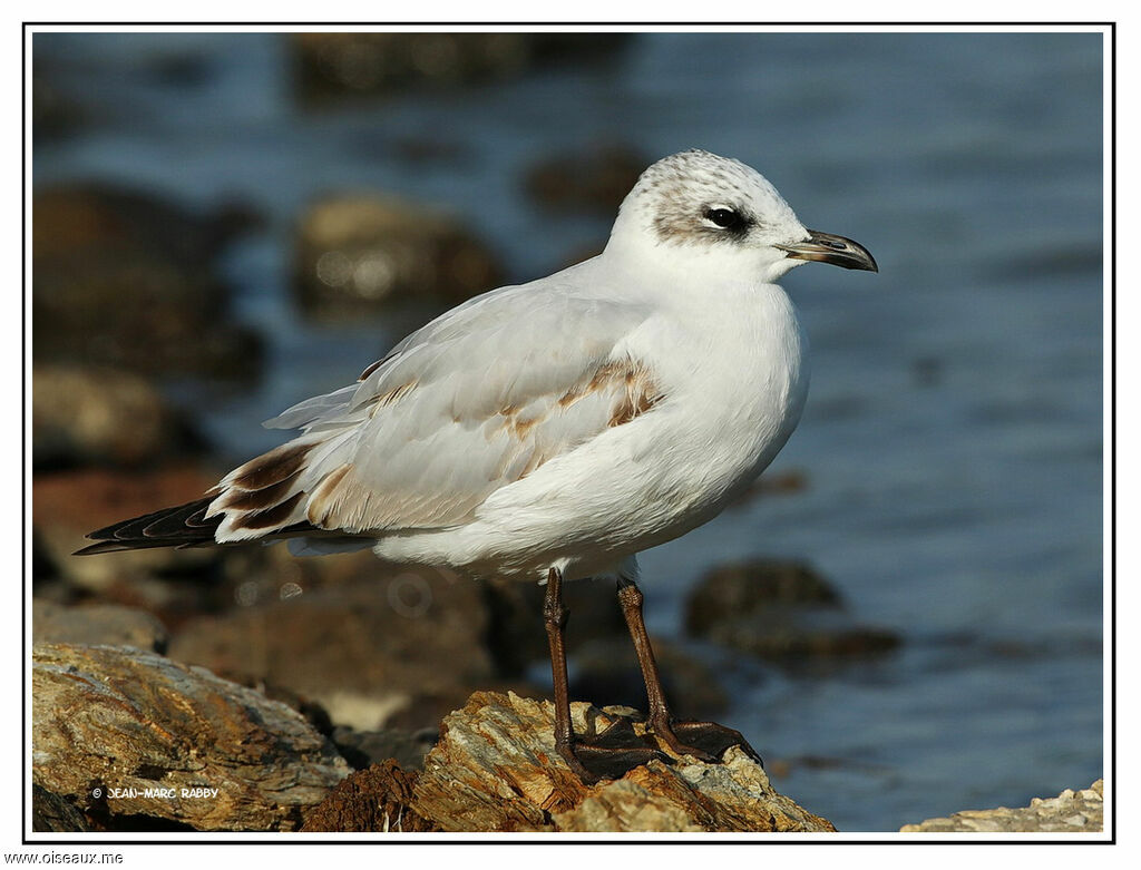 Mediterranean GullFirst year, identification