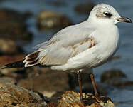 Mouette mélanocéphale