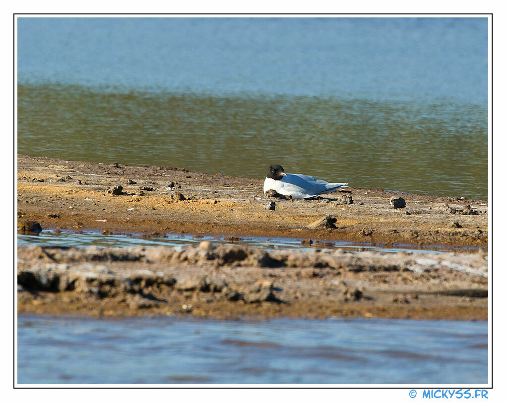 Mouette pygméeadulte nuptial, identification