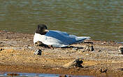 Mouette pygmée