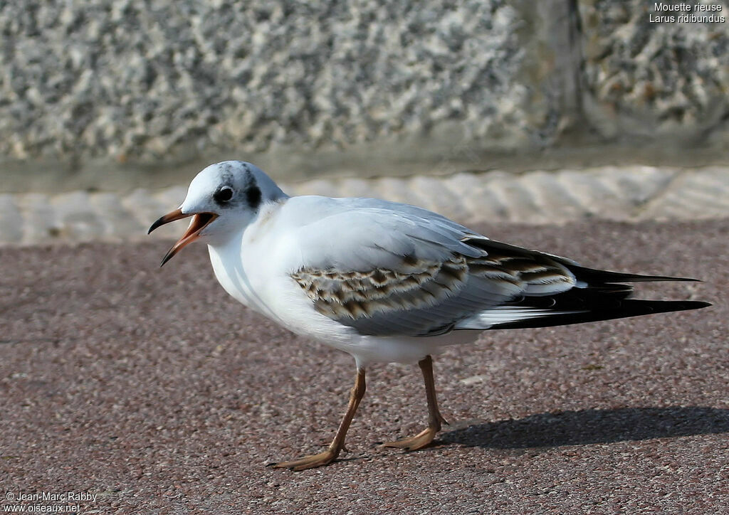 Black-headed Gulljuvenile, identification