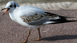 Black-headed Gull