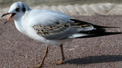 Mouette rieuse