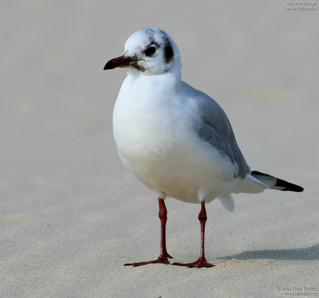 Mouette rieuse, identification