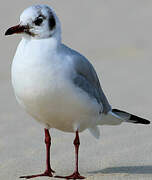 Black-headed Gull