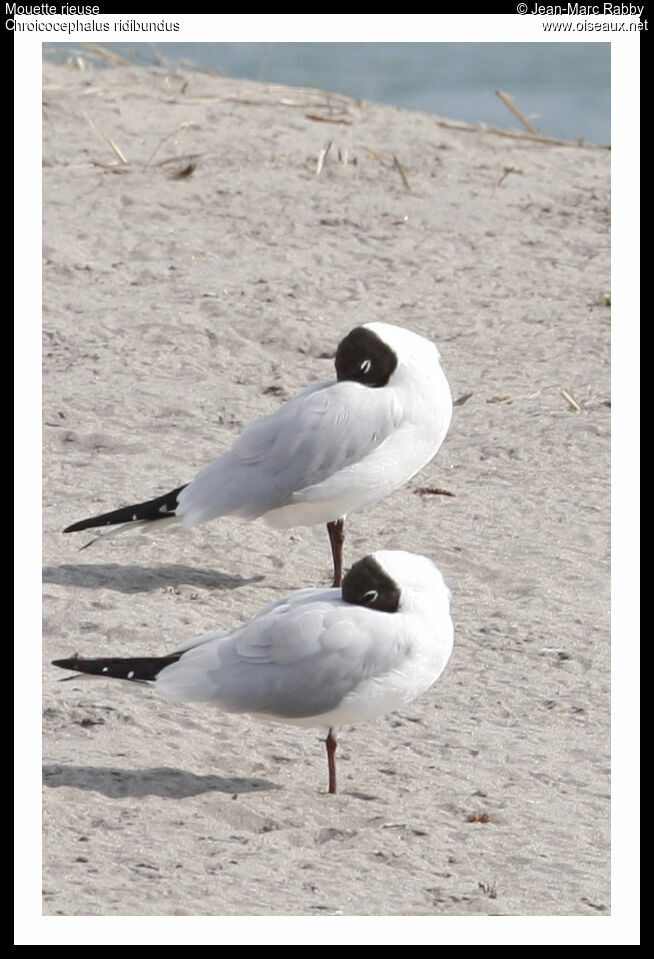 Mouette rieuse, identification