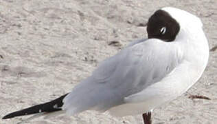 Mouette rieuse