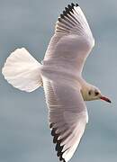 Mouette rieuse