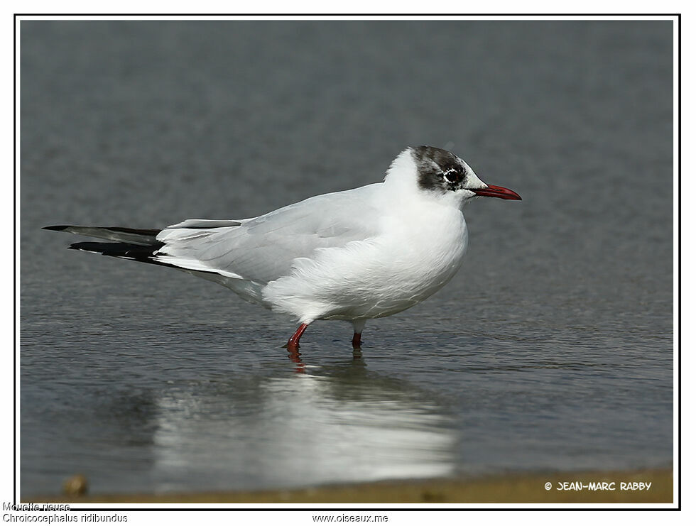 Black-headed Gull, identification