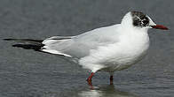 Mouette rieuse