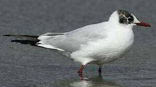 Black-headed Gull