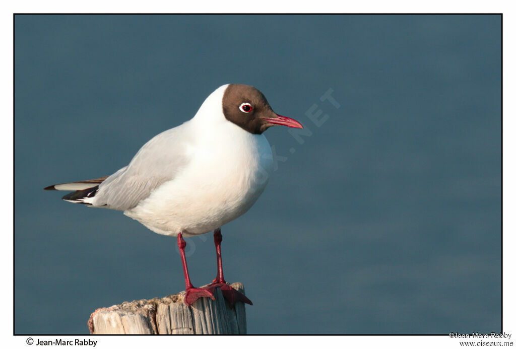 Black-headed Gull, identification