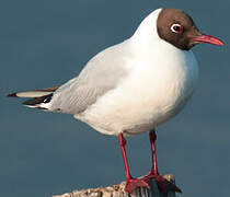 Black-headed Gull