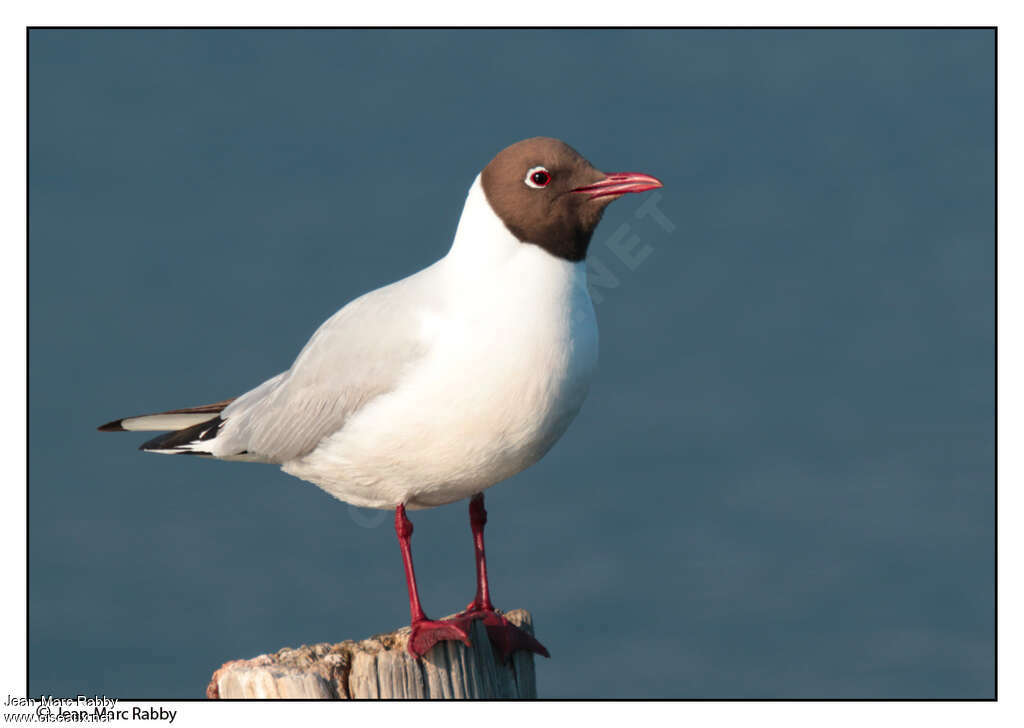 Black-headed Gulladult breeding, identification