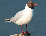 Mouette rieuse